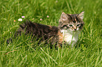 Norwegian Forest Cat kitten