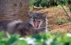 norwegian forestcat