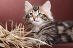 Norwegian Forest Kitten