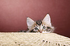 Norwegian Forest Kitten