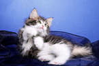 Norwegian Forest Kitten