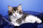 Norwegian Forest Kitten