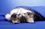 Norwegian Forest Kitten