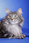 Norwegian Forest Cat