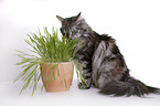 Norwegian Forest Cat