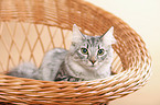 Norwegian Forest Cat