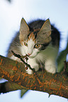 Norwegian Forest Kitten