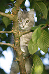 Norwegian Forest Kitten