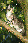 Norwegian Forest Kitten