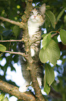 Norwegian Forest Kitten