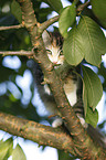 Norwegian Forest Kitten