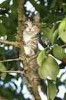 Norwegian Forest Kitten