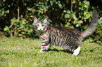 Norwegian Forest Kitten