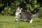 Norwegian Forest Kitten