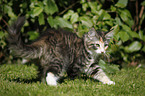 Norwegian Forest Kitten