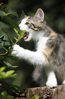 Norwegian Forest Kitten