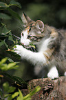 Norwegian Forest Kitten