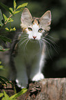 Norwegian Forest Kitten