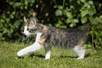 Norwegian Forest Kitten