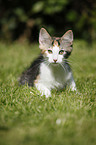 Norwegian Forest Kitten