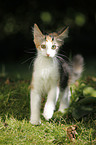 Norwegian Forest Kitten