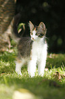 Norwegian Forest Kitten