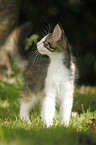 Norwegian Forest Kitten