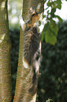 Norwegian Forest Kitten