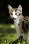 Norwegian Forest Kitten