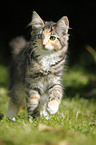 Norwegian Forest Kitten