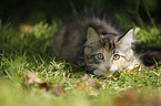 Norwegian Forest Kitten