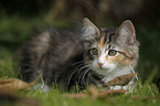 Norwegian Forest Kitten