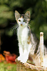 Norwegian Forest Kitten