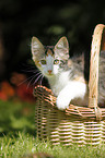 Norwegian Forest Kitten