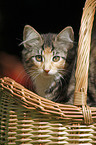 Norwegian Forest Kitten