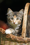 Norwegian Forest Kitten