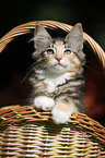 Norwegian Forest Kitten