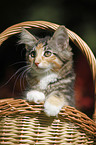 Norwegian Forest Kitten