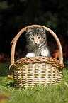 Norwegian Forest Kitten