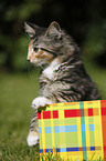 Norwegian Forest Kitten