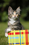 Norwegian Forest Kitten