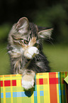 Norwegian Forest Kitten