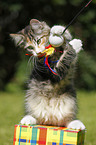 Norwegian Forest Kitten