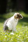 Norwegian Forest Kitten