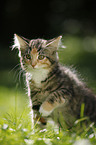 Norwegian Forest Kitten