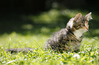 Norwegian Forest Kitten