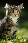 Norwegian Forest Kitten