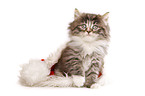 Norwegian Forest Cat christmassy