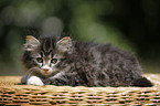 Norwegian Forest Cat