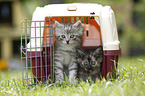 norwegian forest kittens